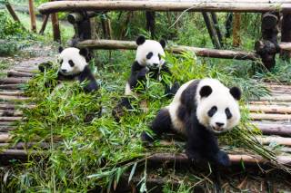 Pandas de Chengdu