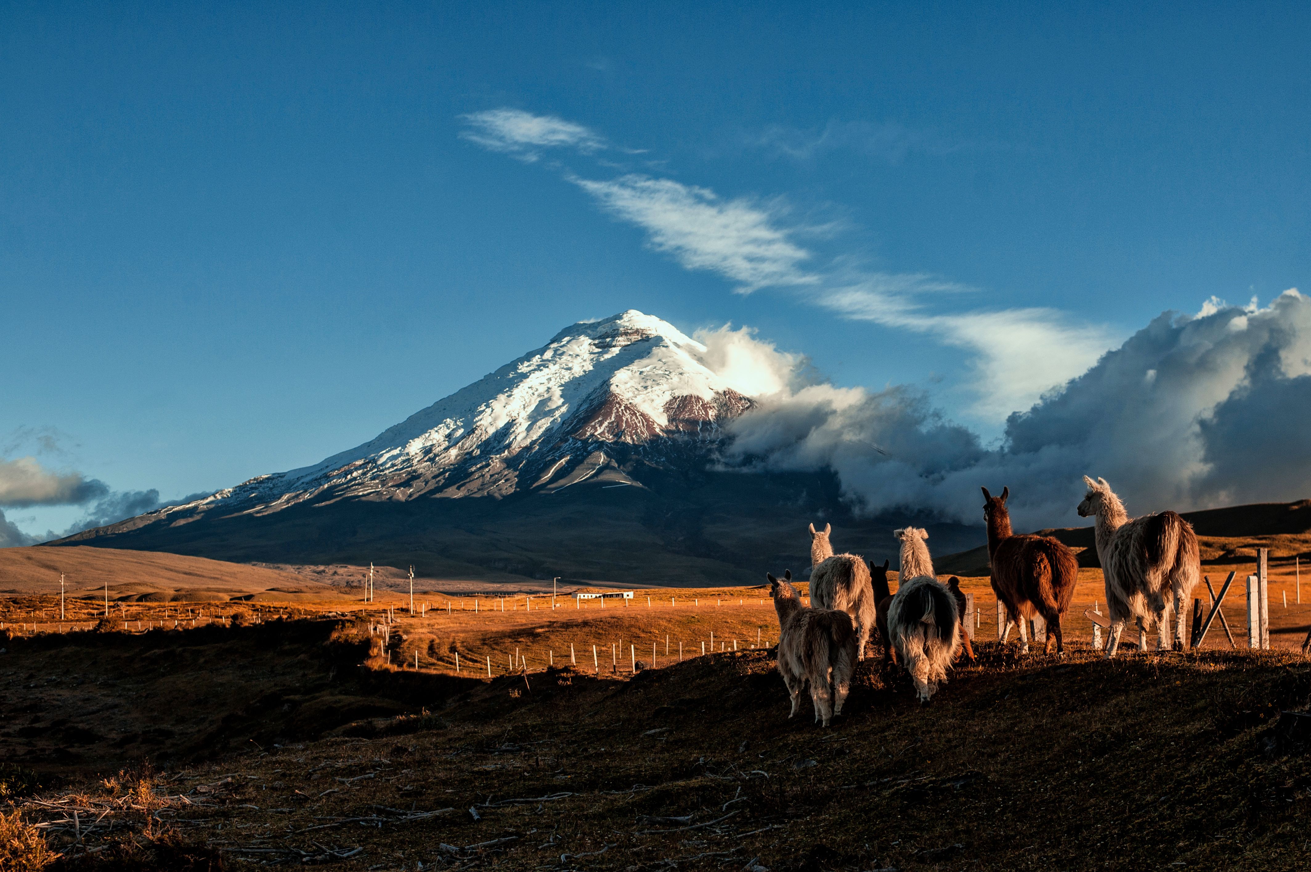 Échos des Andes : Parc national du Cotopaxi