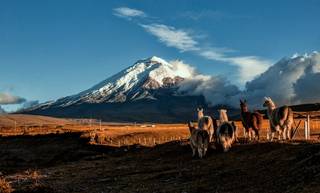 Echoes of the Andes: Cotopaxi National Park