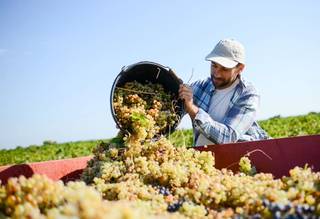 GRAPE HARVEST