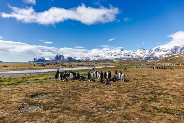 Peninsula, Falklands, S. Georgia