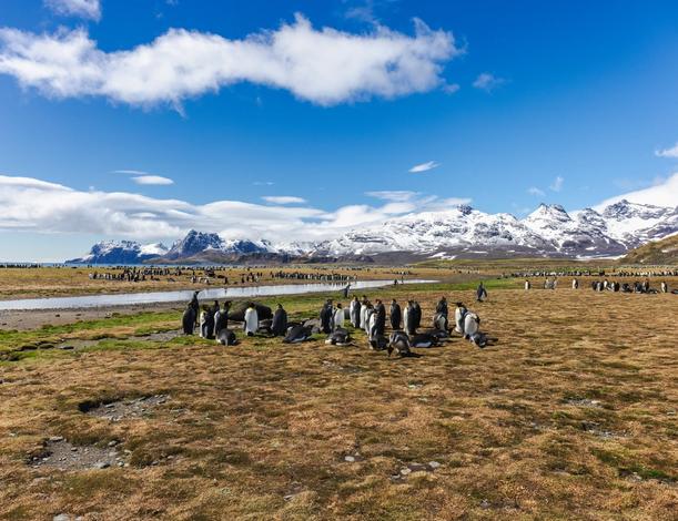 Peninsula, Falklands, S. Georgia