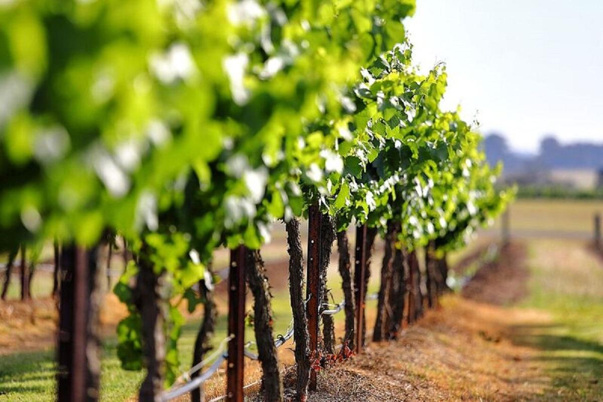 Hunter Valley Wines