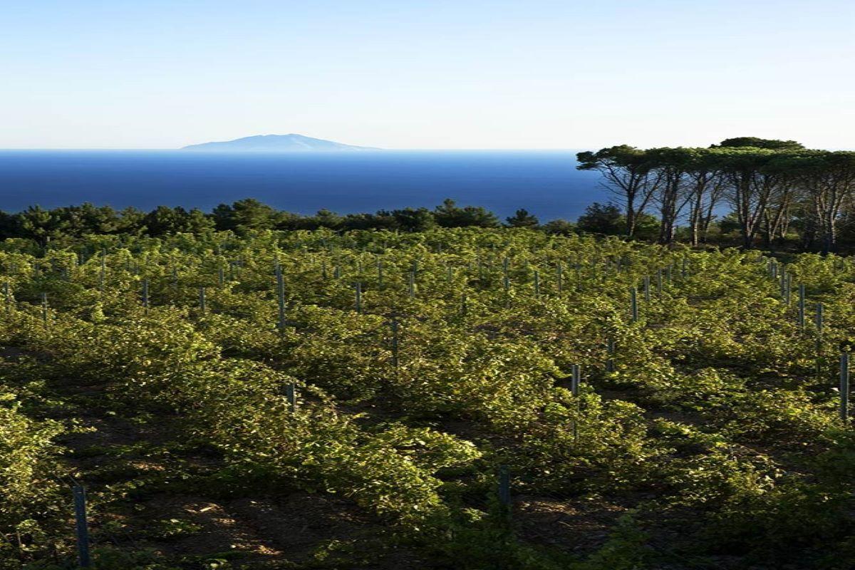 Hiking Capoliveri