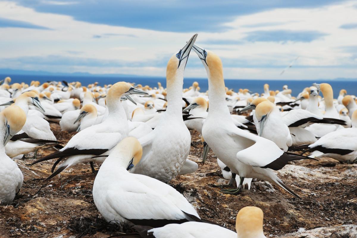 Muriwai Gannet Colony & Whenuanui Farm