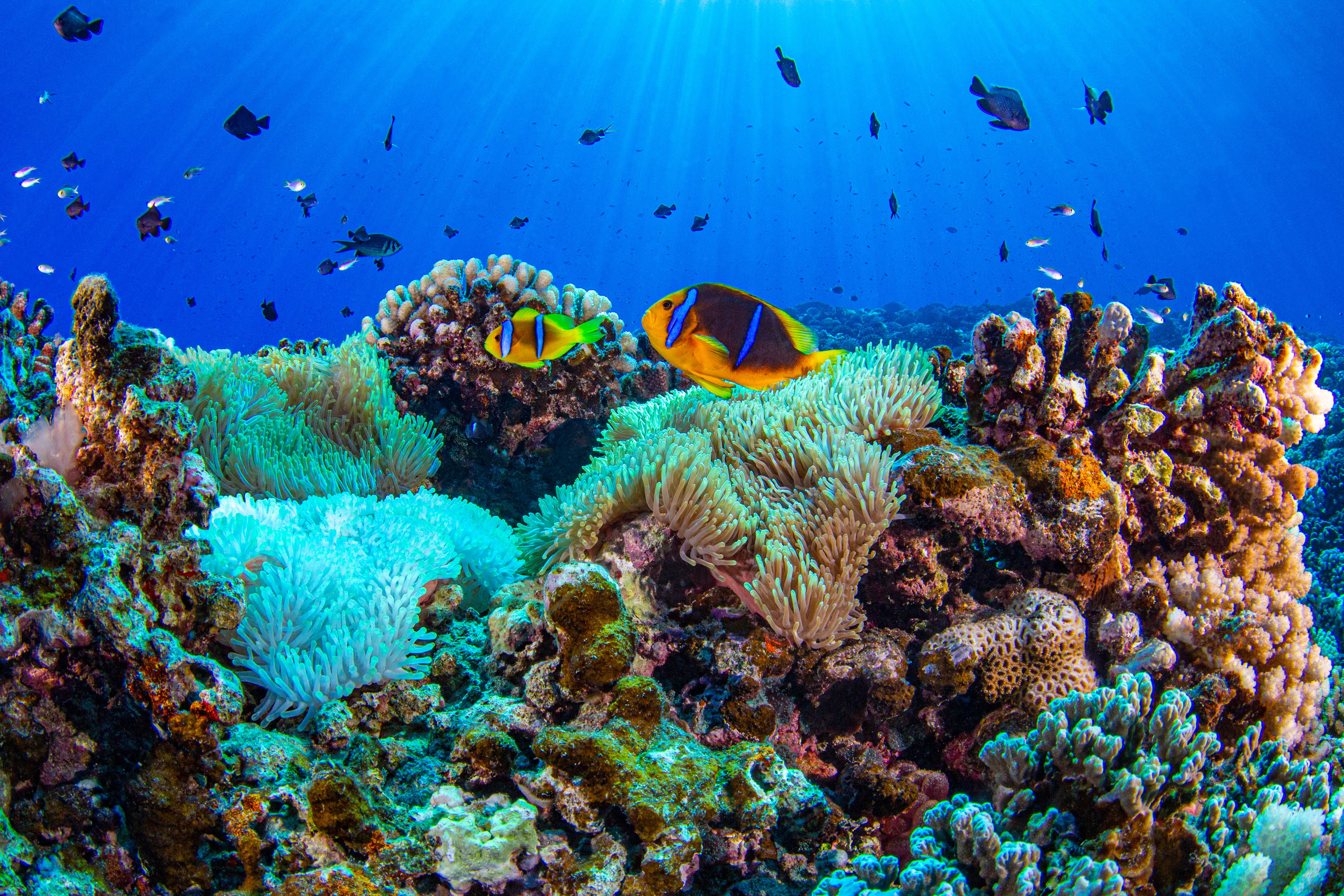 Tahiti様② Cruise from Papeete (Tahiti) to Honolulu, Oahu, Hawaii