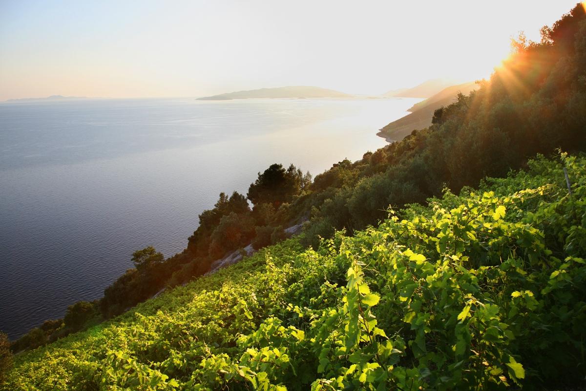 Wines & Vineyards of Peljasac Peninsula