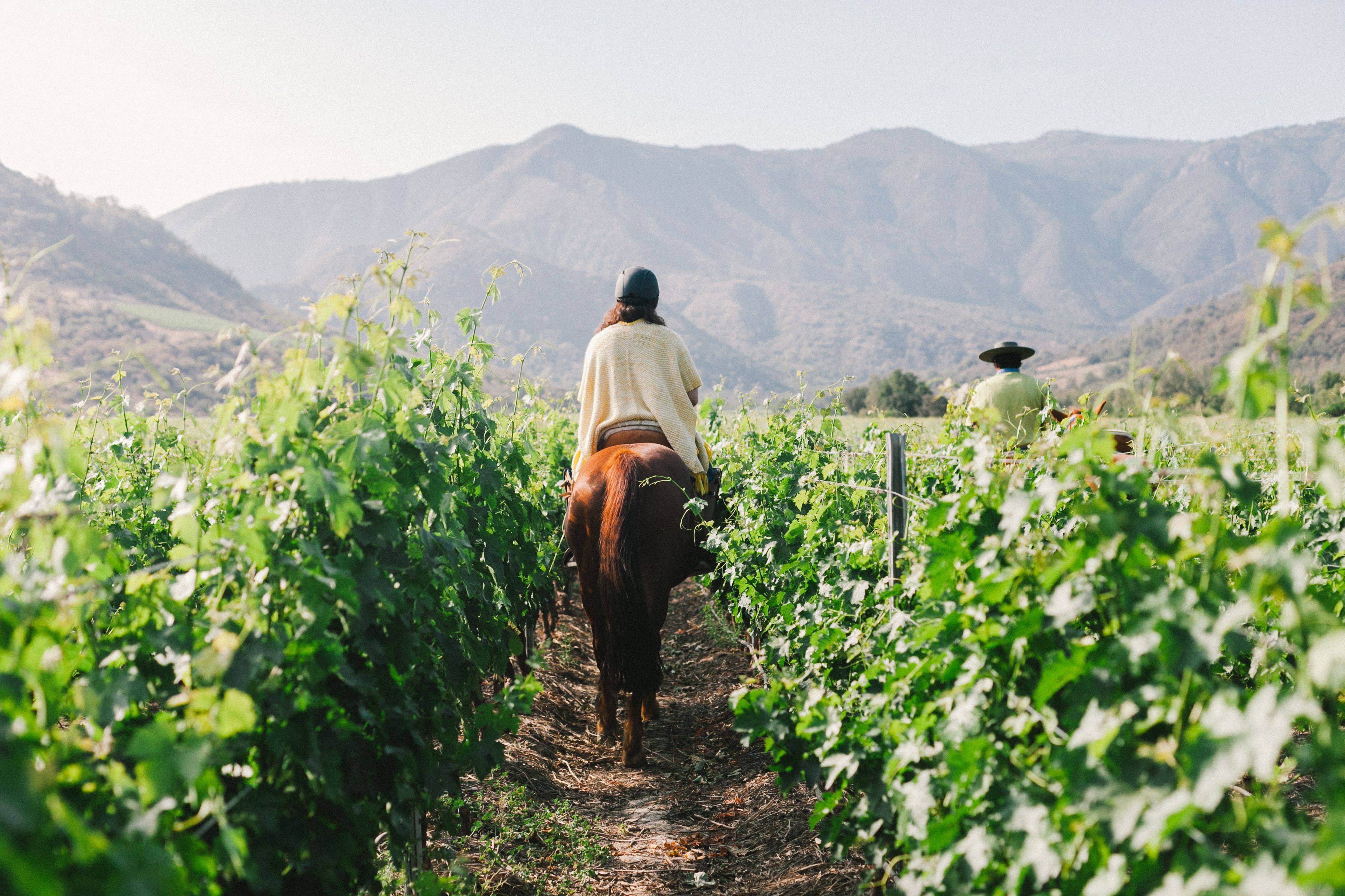 Un refuge dans les vignobles de Vik