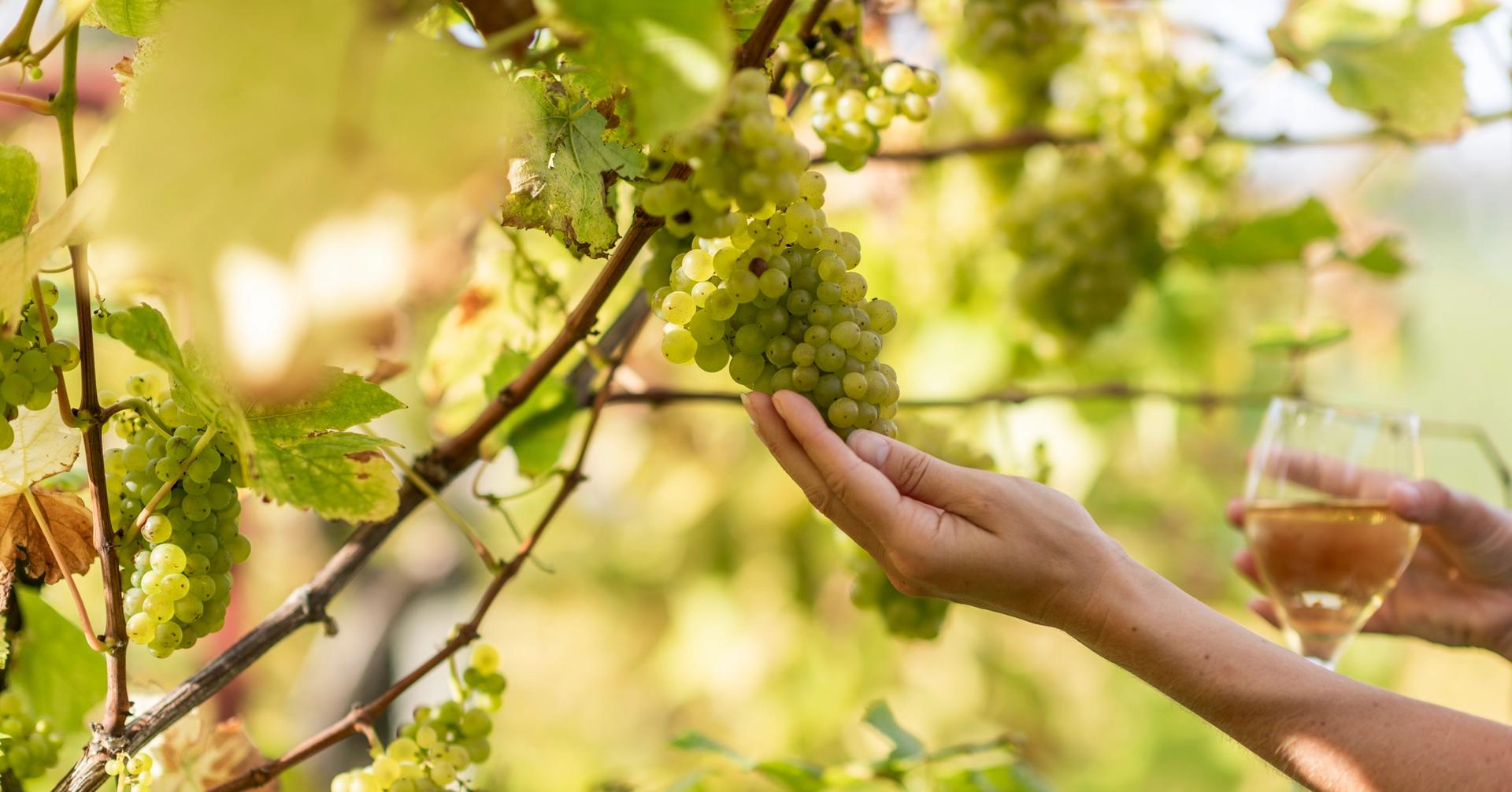 GRAPE HARVEST