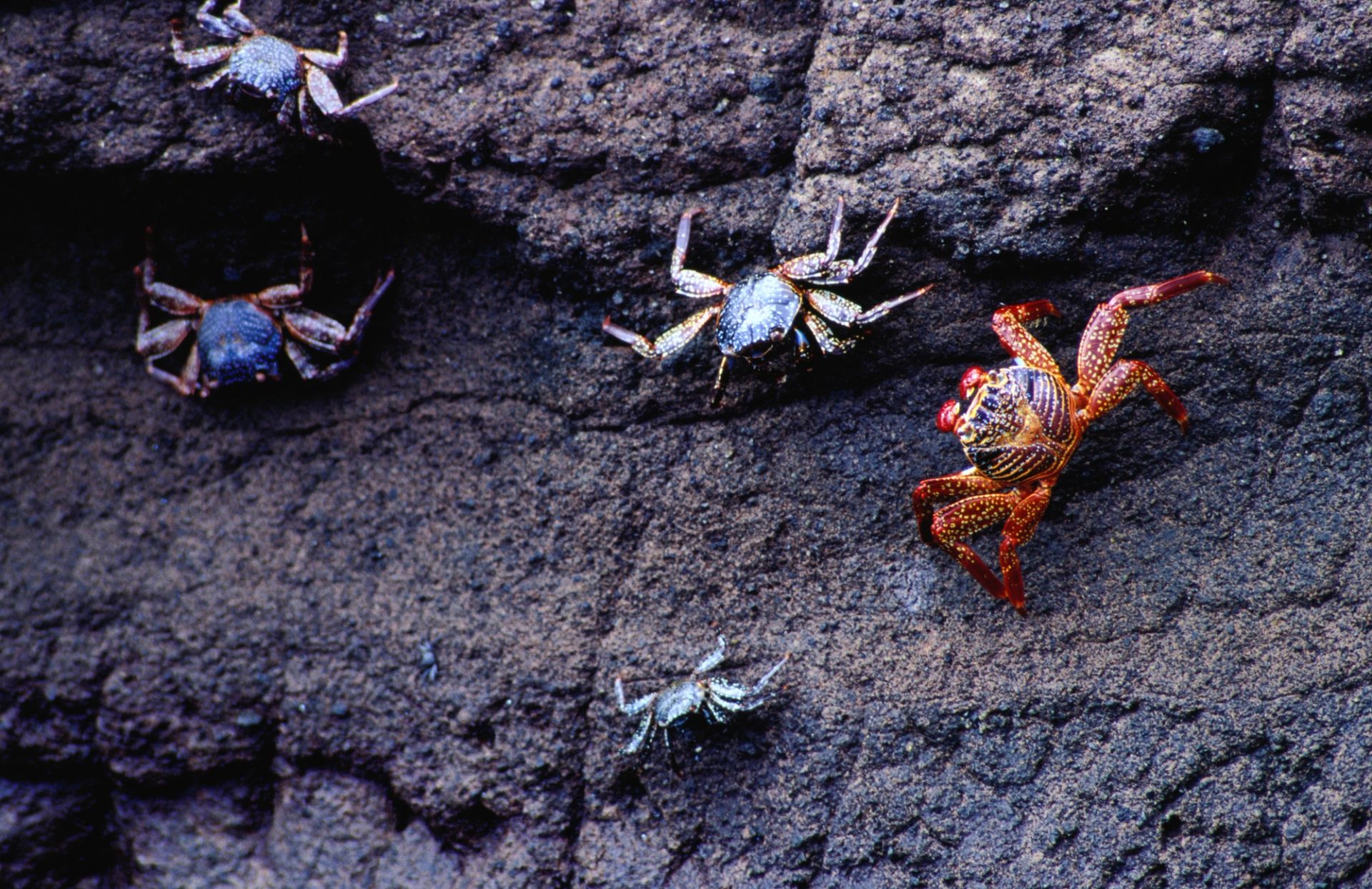 San Cristóbal, Galápagos a San Cristóbal, Galápagos