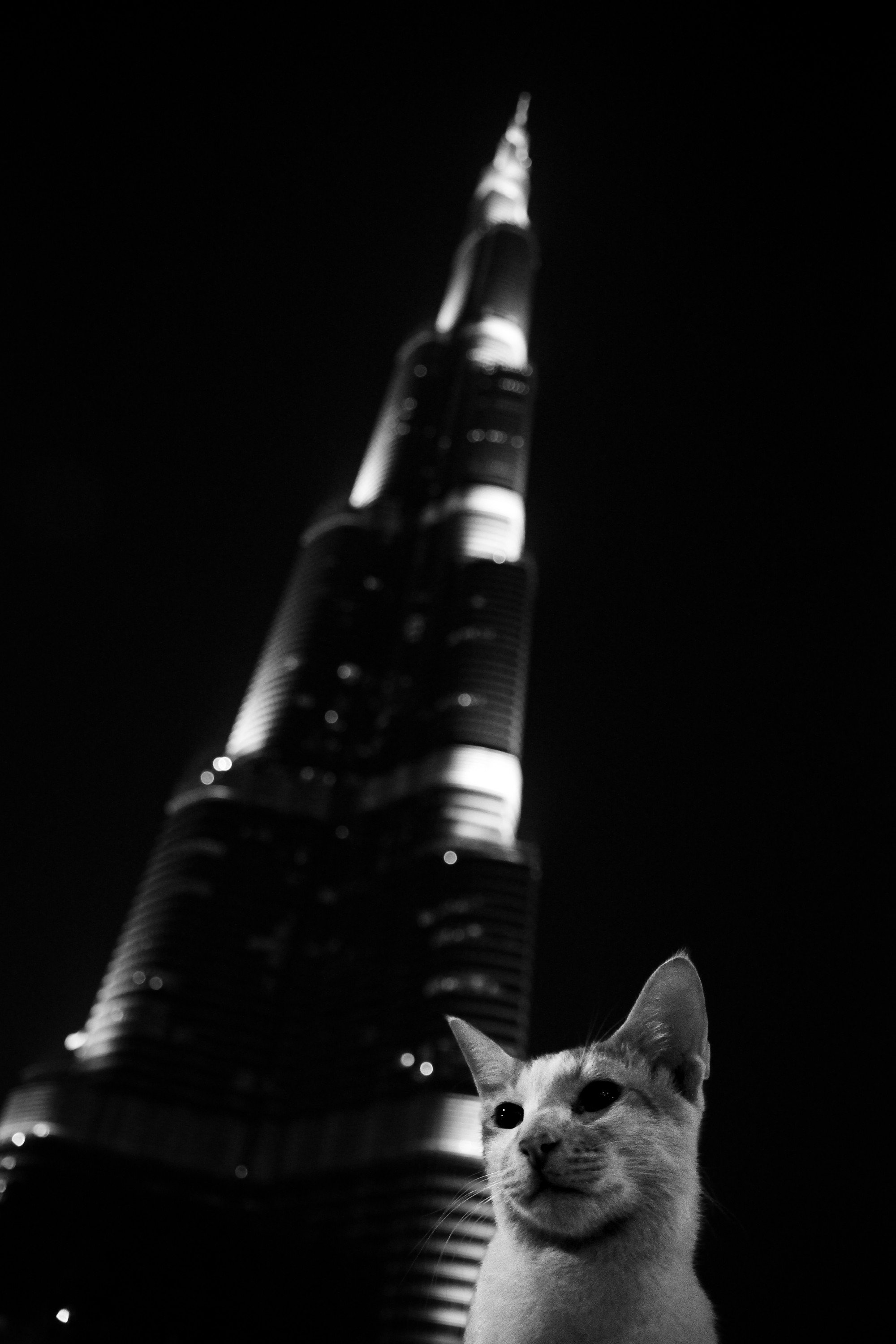 Burj Cat
