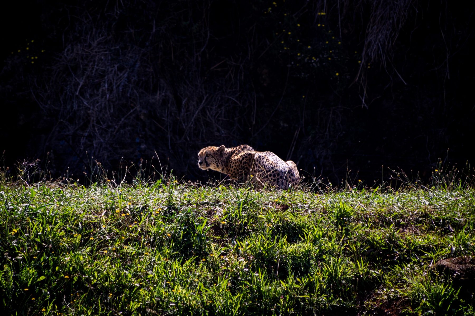 Cabárceno