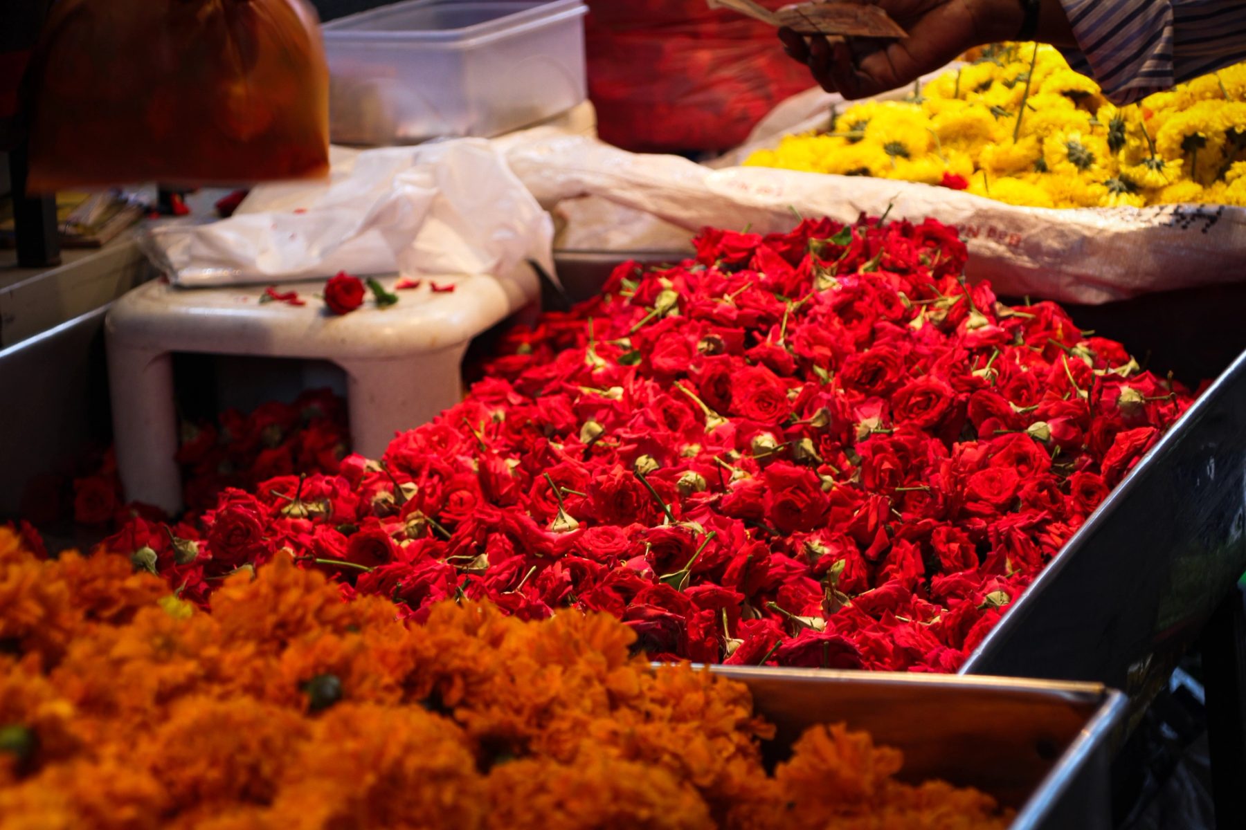 Mysore