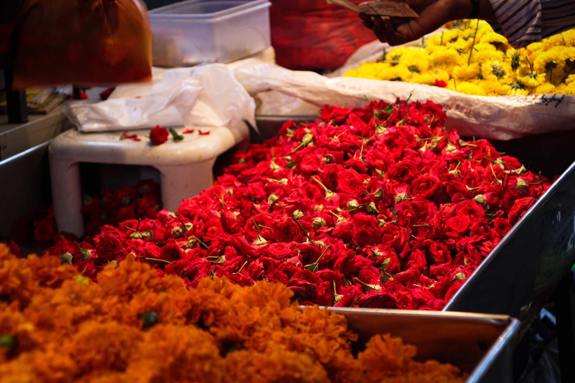 Mysore
