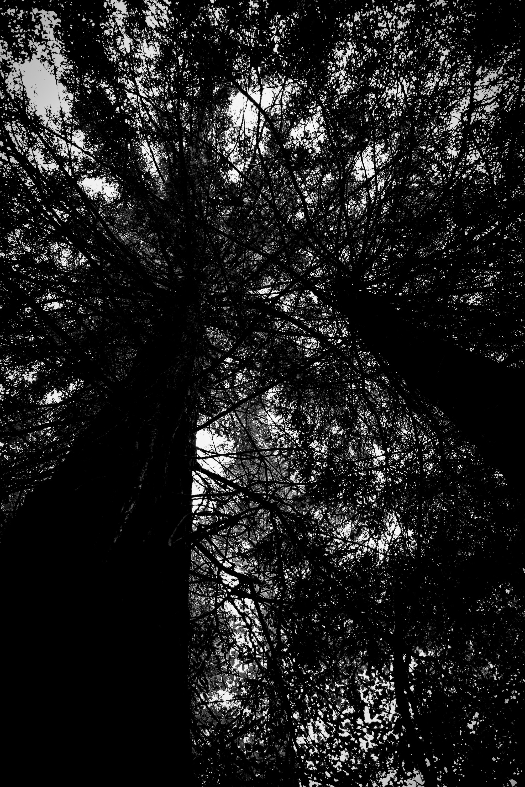 Bosque de Secuoyas del Monte Cabezón