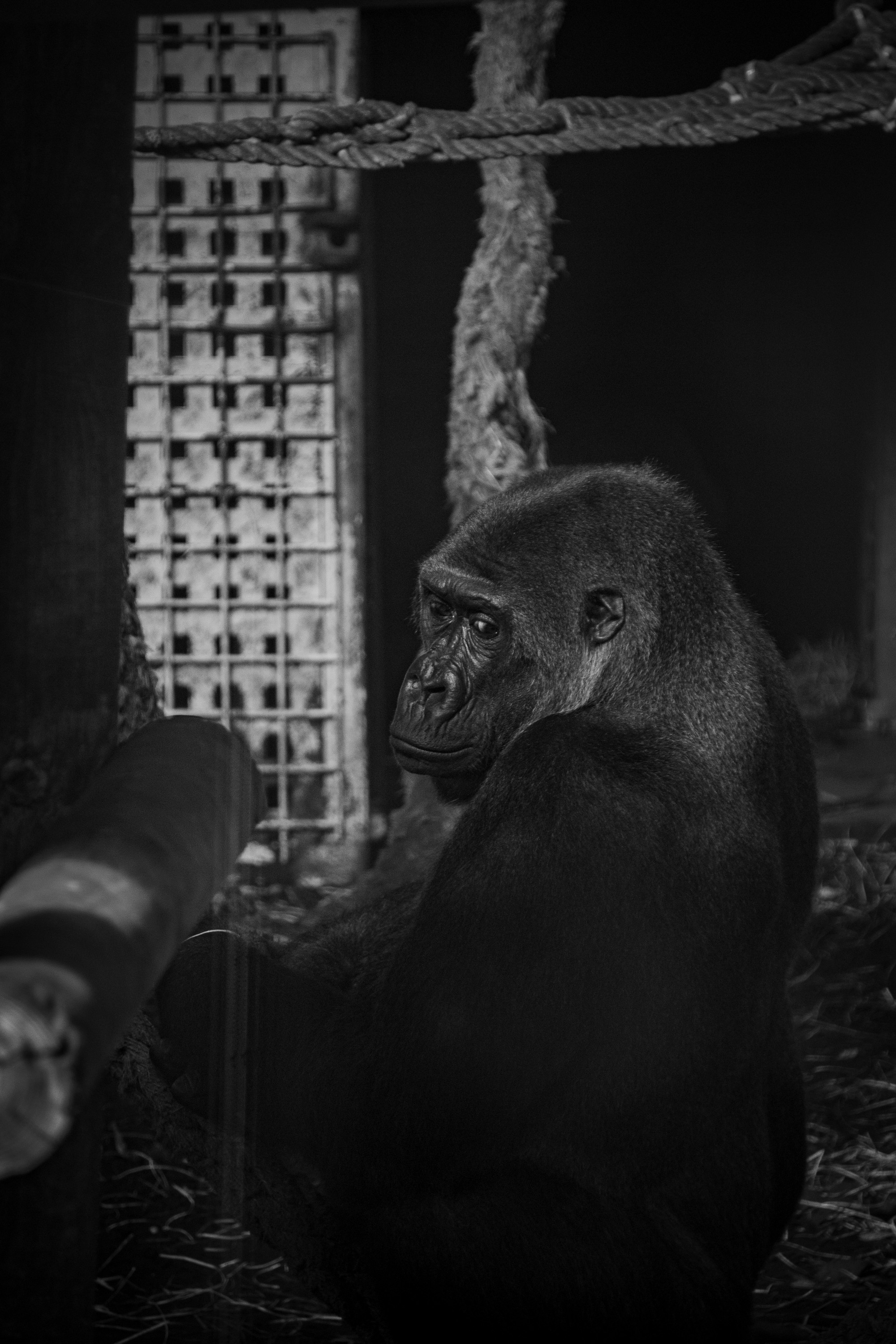 Cabárceno