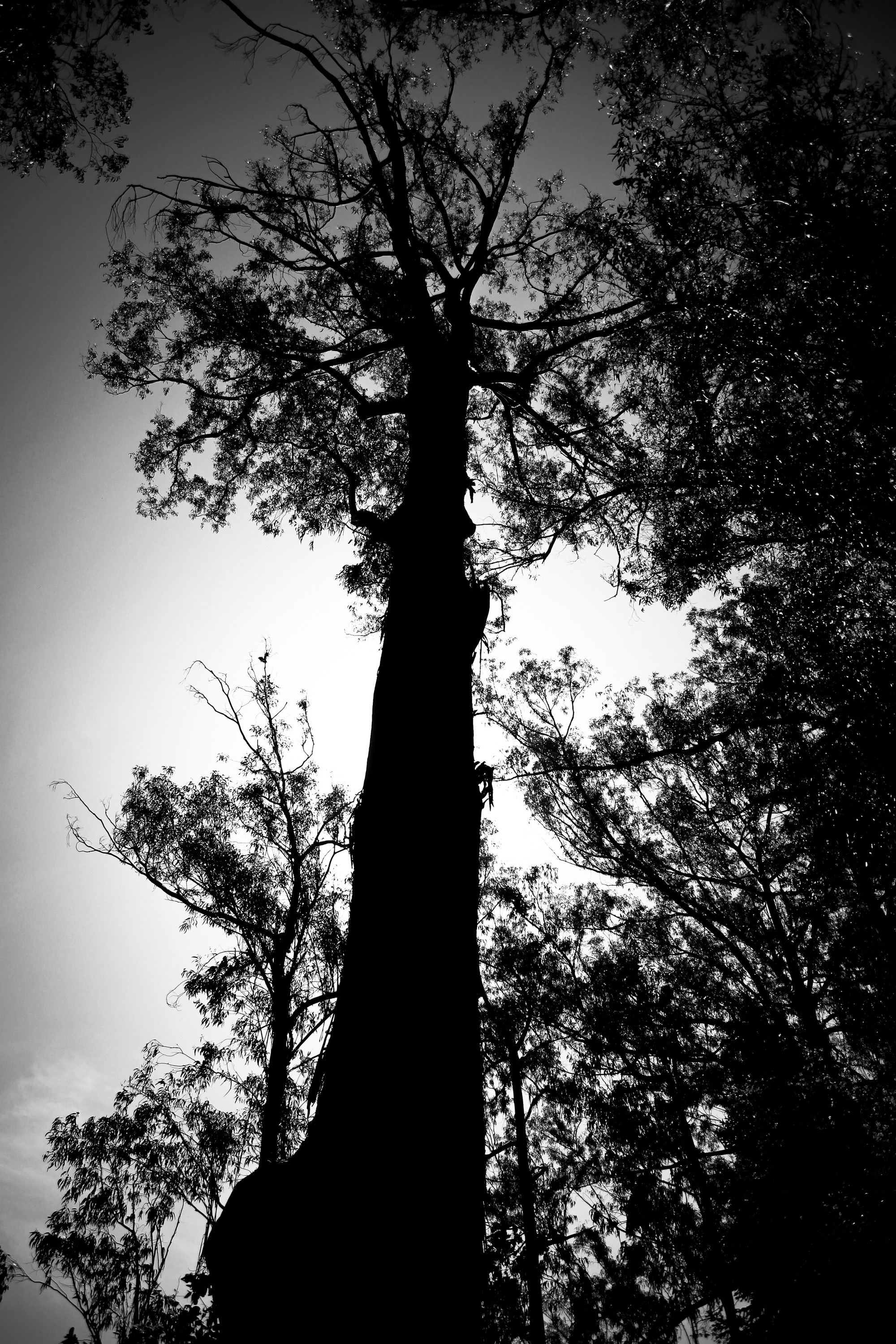 Galicia