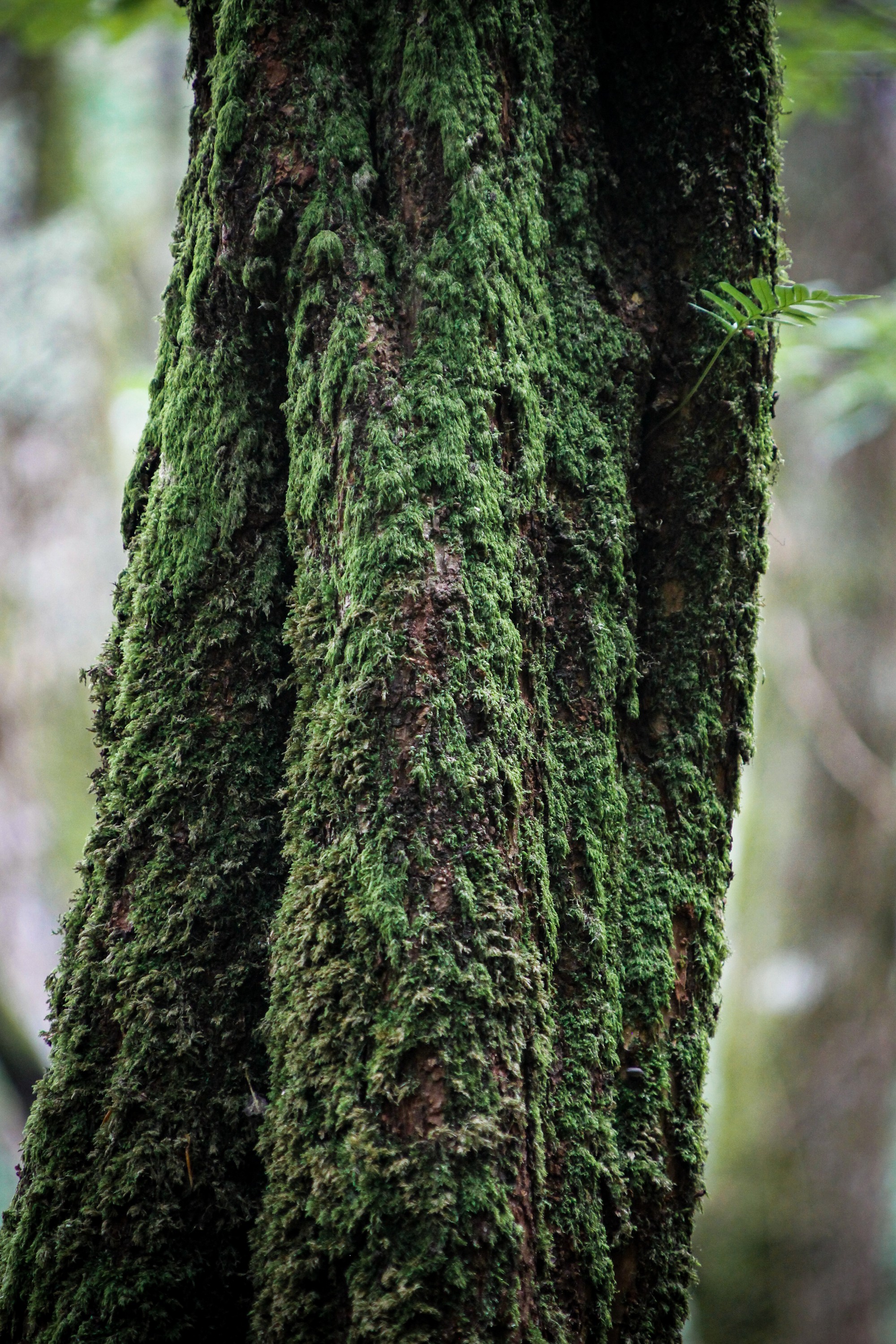 Bosque de Secuoyas del Monte Cabezón