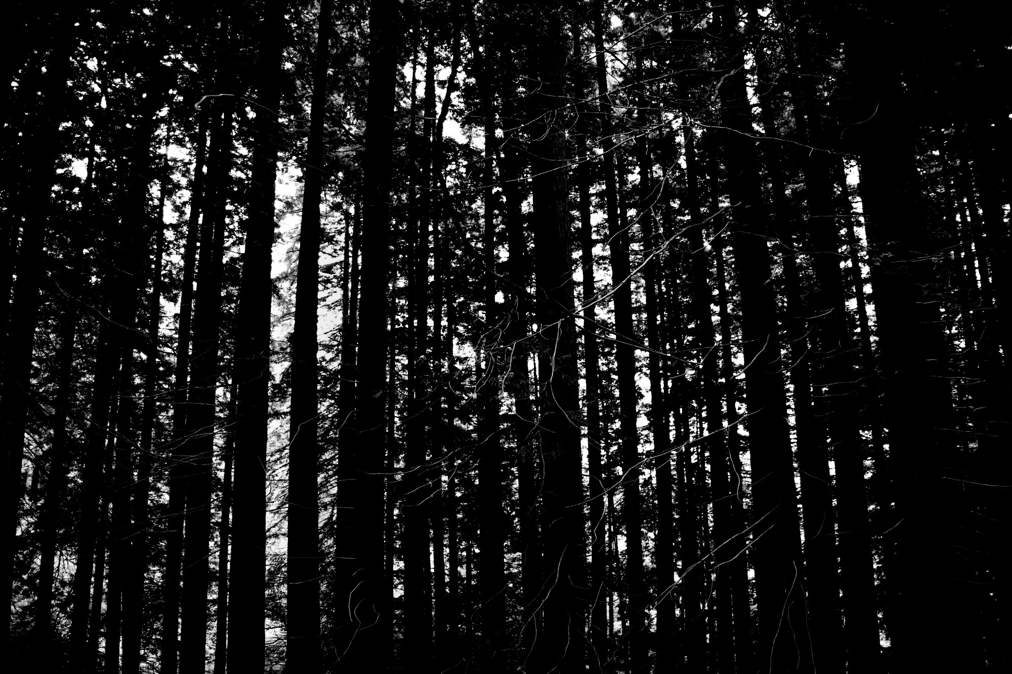 Bosque de Secuoyas del Monte Cabezón