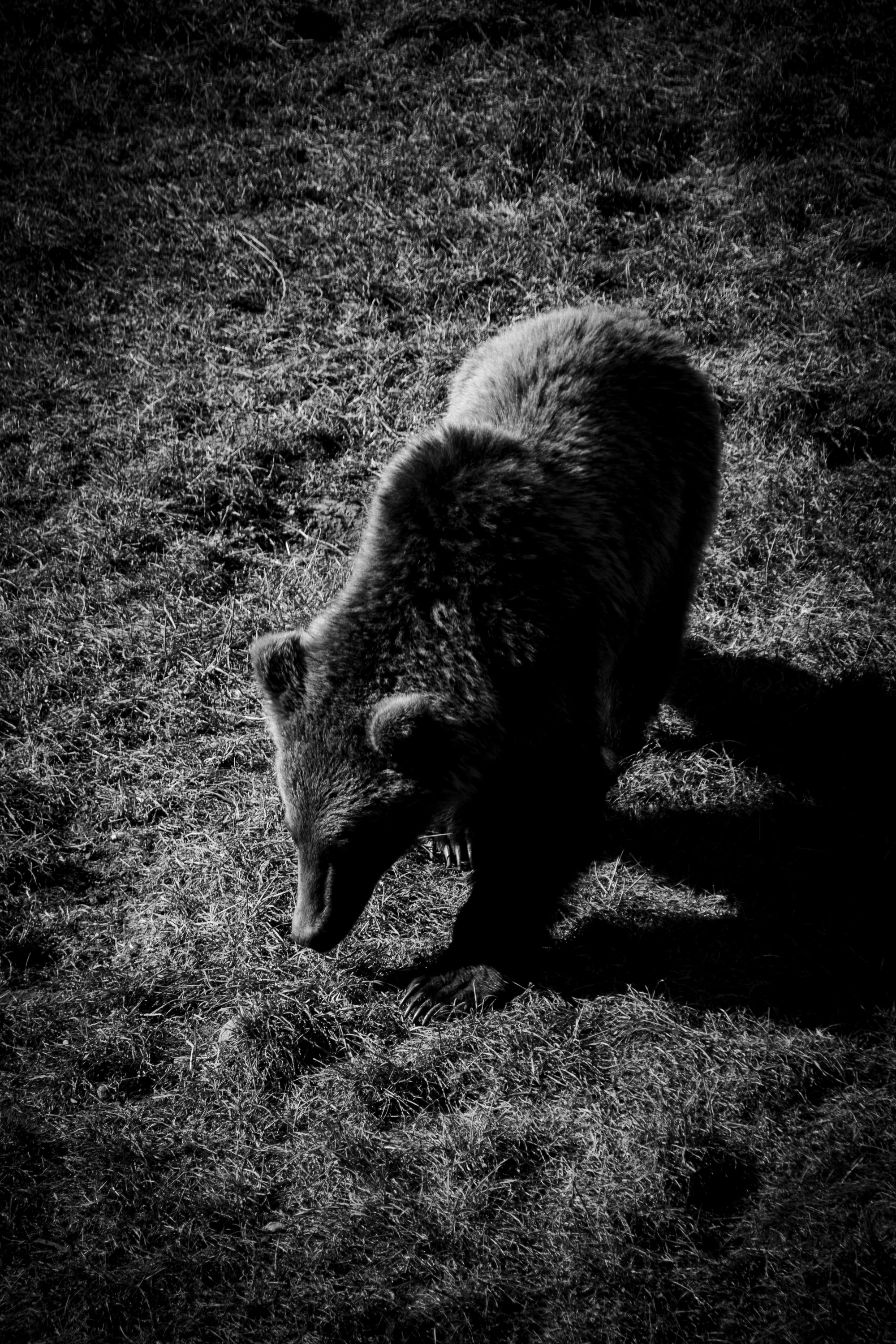 Cabárceno