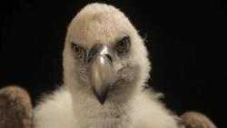 Jennifer Allora & Guillermo Calzadilla, Raptor’s Rapture, 2012, Videostill, Courtesy die Künstler*innen und Galerie Chantal Crousel, Paris, © Allora & Calzadilla