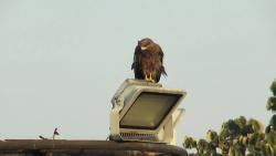 Prateek Vijan, The Balcony, 2024. Courtesy der Künstler und die Hamburger Kunsthalle. Dauerleihgabe der Stiftung Hamburger Kunstsammlungen, Fonds für junge Kunst.