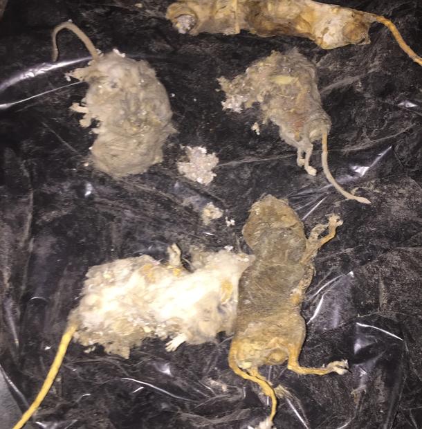 Lunar Pest Control