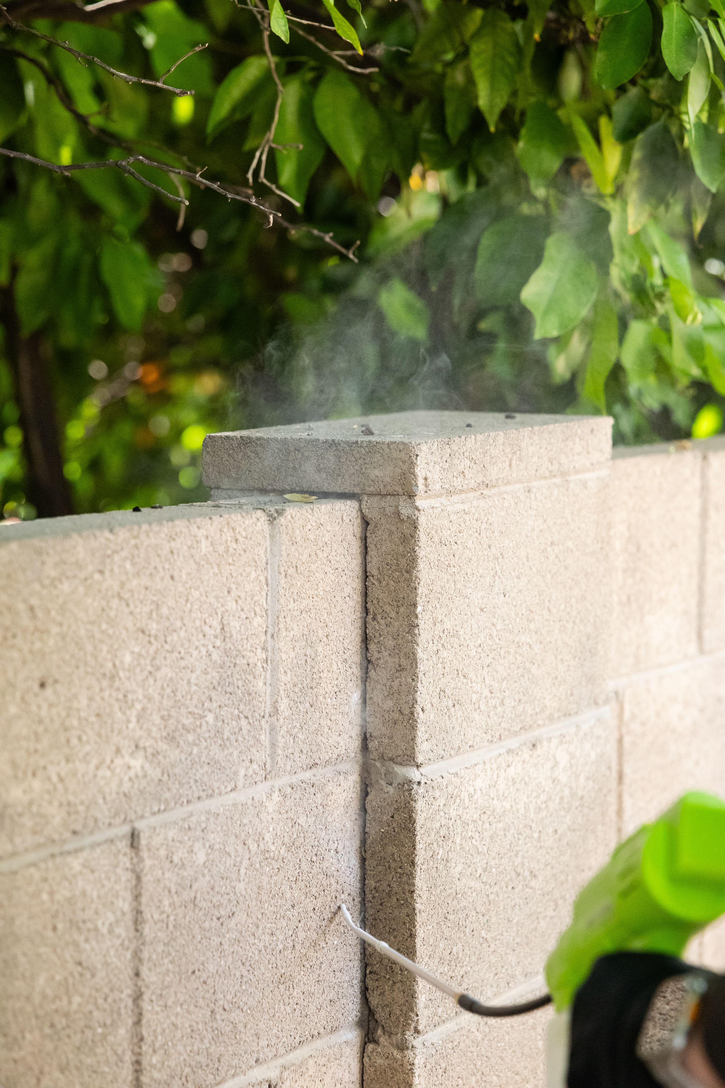 Scorpion - crickets attract these predators