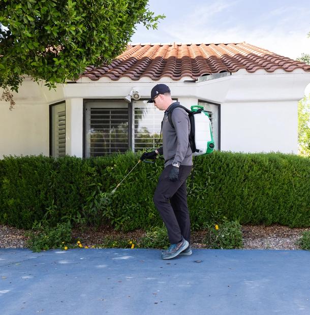 Treatment for Pests in Gilbert