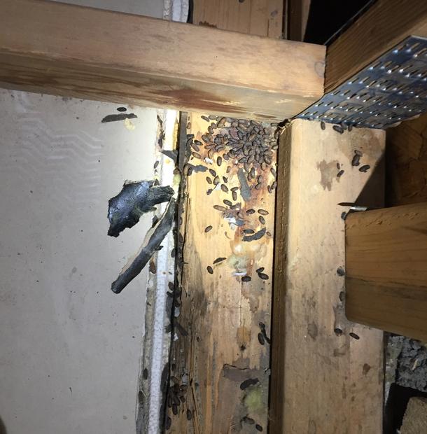 Lunar Pest Control