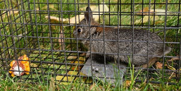 Feral Hog & Rabbit Control