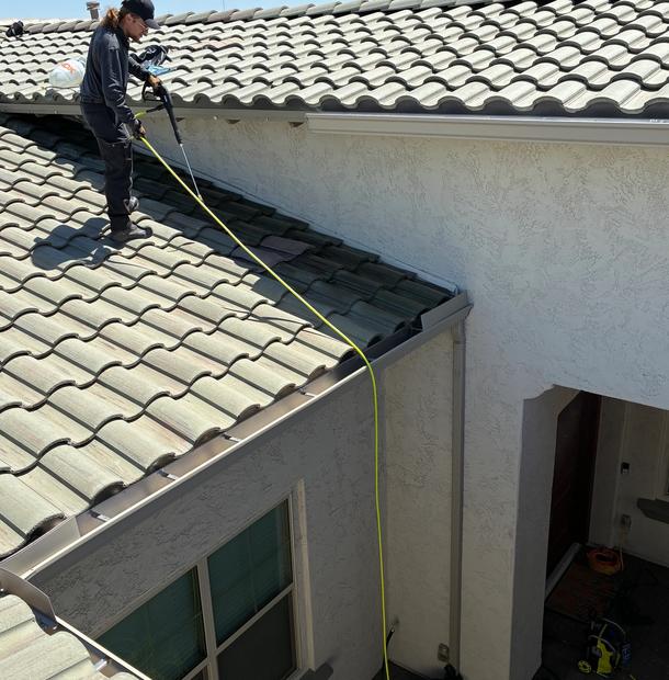 Bird Control in Phoenix