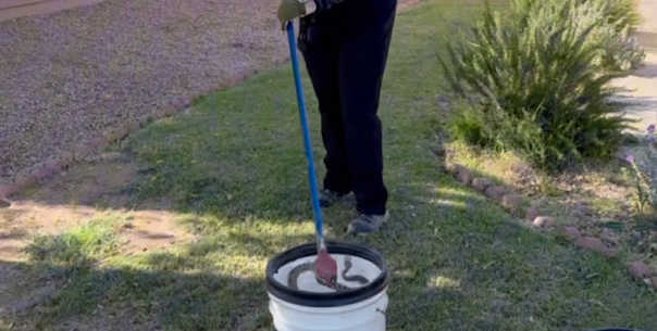 Snake Removal Services