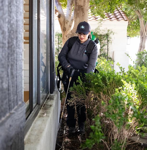Comprehensive Pest Control Solutions for Apache Junction Homes