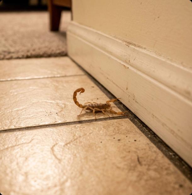 Bark scorpion found inside an Arizona home on tile floor near a baseboard