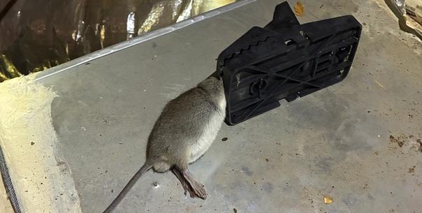 Advanced Rodent Trapping