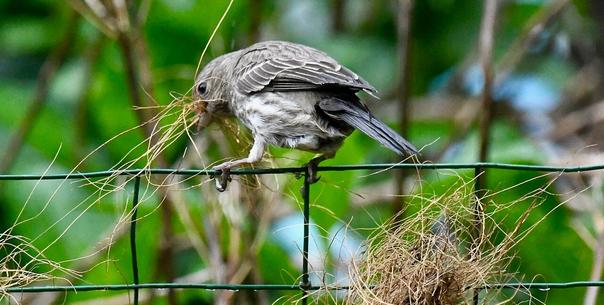 Bat & House Finch Removal