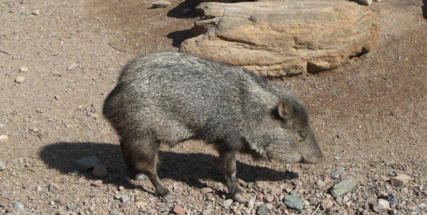 Coyote, Bobcat & Javelina Control