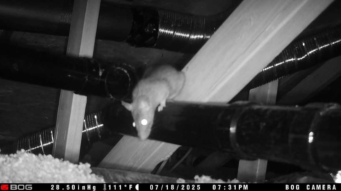 Rat accessing attic through sewer in phoenix