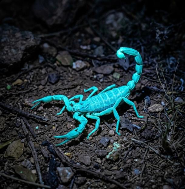Bark scorpion glowing blue-green under ultraviolet blacklight on desert ground at night
