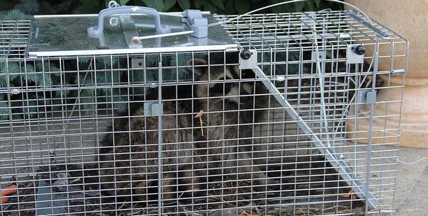 Raccoon & Skunk Removal