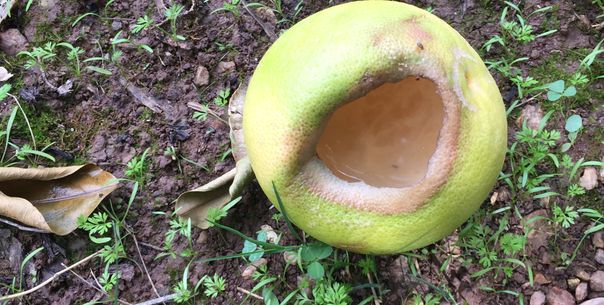 Comprehensive Rodent Inspection