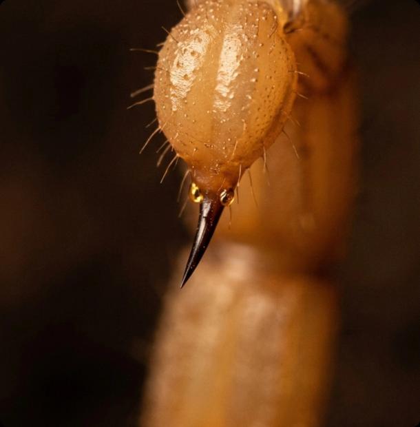 Extreme close-up of a bark scorpion stinger showing the venomous tip in detail