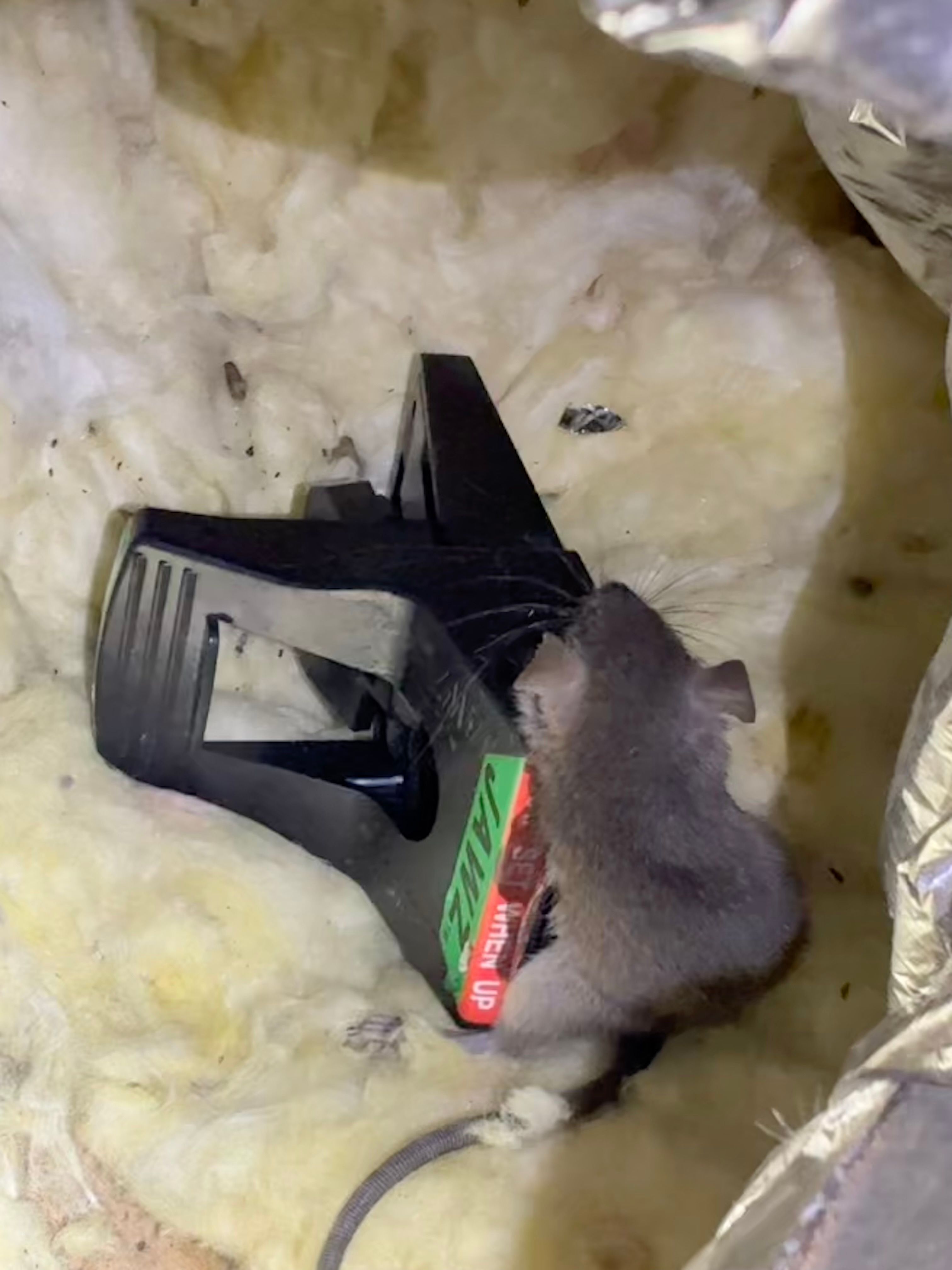 rat trapped in phoenix attic