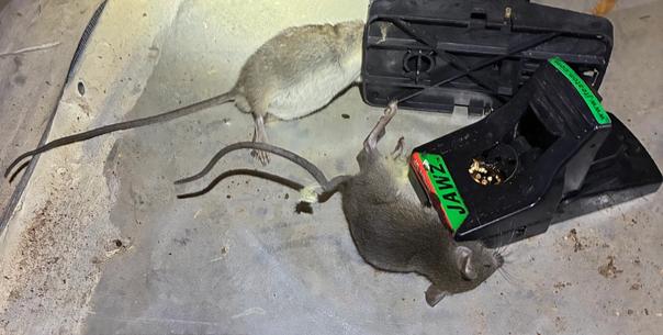 Rodent Prevention