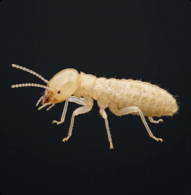 Close-up of a subterranean termite showing pale segmented body and antennae on dark background
