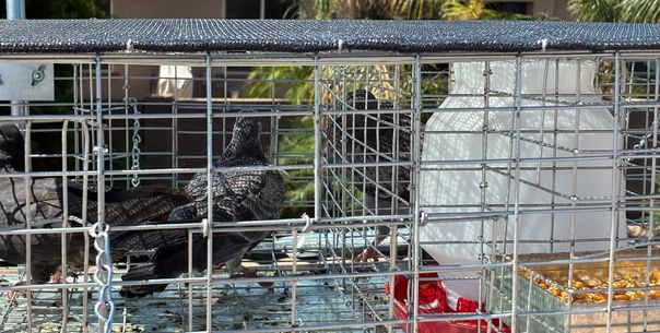 Bird & Pigeon Control