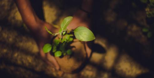 Händer som håller en liten planta