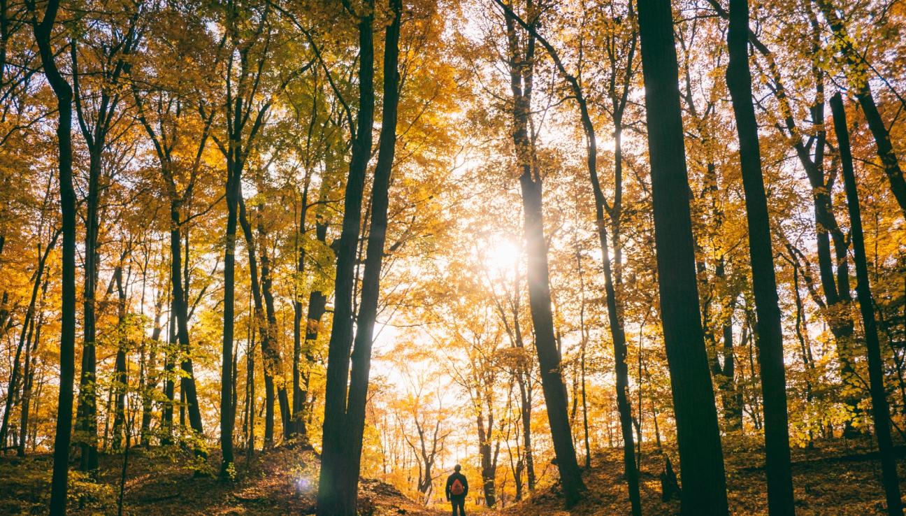 En person går genom en stor skog där solen skiner ner mellan grenarna