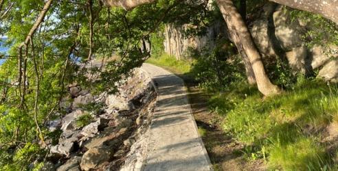 Sti ved siden av sjøen. Trær som henger ned over stien. bilde.